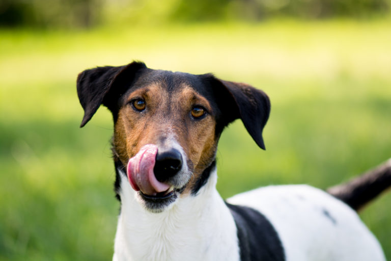 terrier com fome