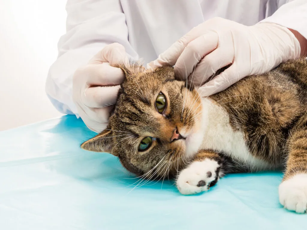 Gato no veterinário Ácaros dos ouvidos: O veterinário pode observar ao microscópio uma amostra da cera dos ouvidos para detetar ácaros.
