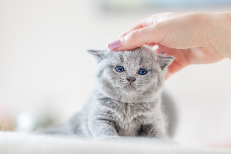 A desparasitação interna dos gatinhos faz parte de um início de vida saudável., por isso mesmo os gatinhos devem ser desparasitados.