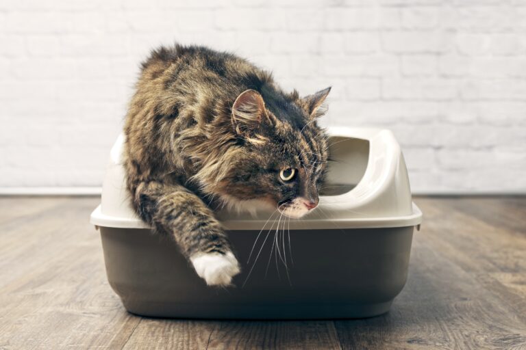 Maine coon cat using the litter box. Diarreia em gatos: apesar de ser um sintoma e não uma doença, a diarreia pode ter consequências graves
