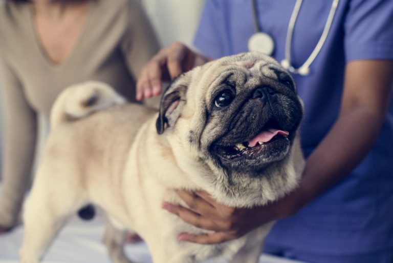 Pug no veterinário Infeções bacterianas em cães: o primeiro passo para o diagnóstico é um exame geral onde o veterinário recolhe informações.