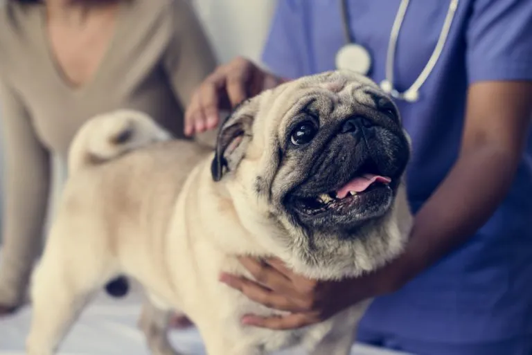 Pug no veterinário Infeções bacterianas em cães: o primeiro passo para o diagnóstico é um exame geral onde o veterinário recolhe informações.