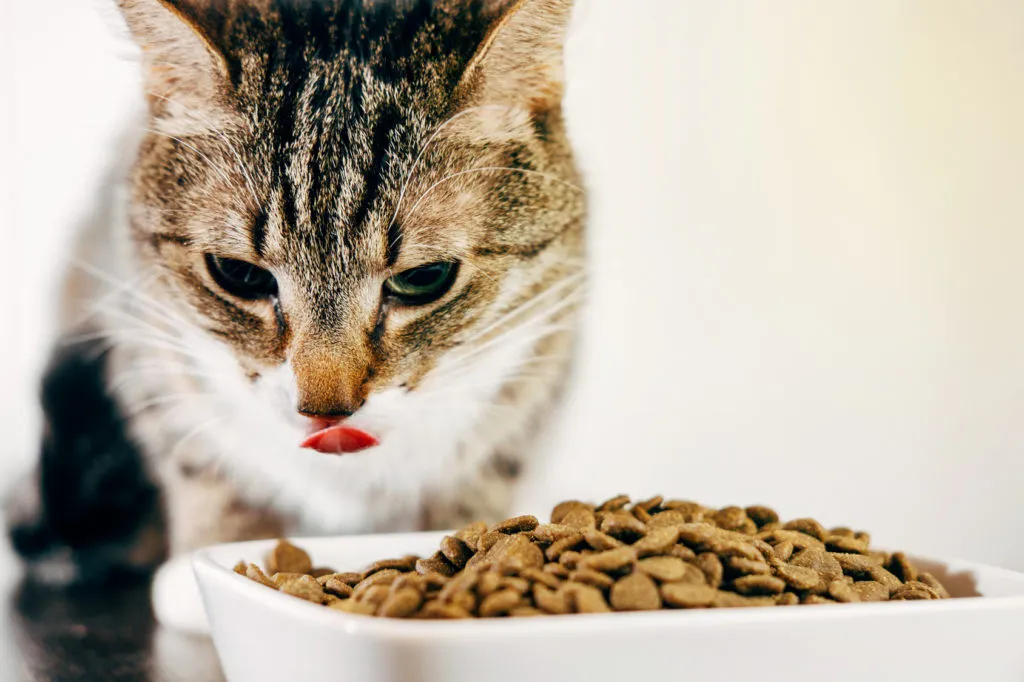 suplemento alimentar gato_3-1024×682