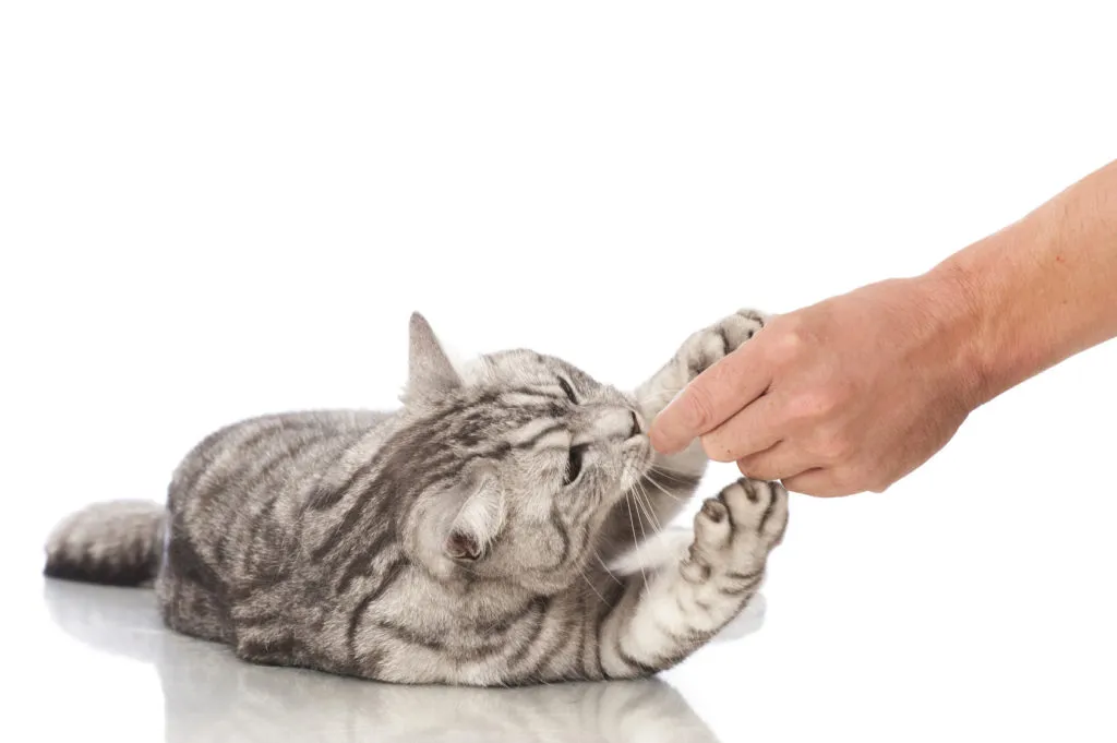 suplemento alimentar gatos_2-1024×681