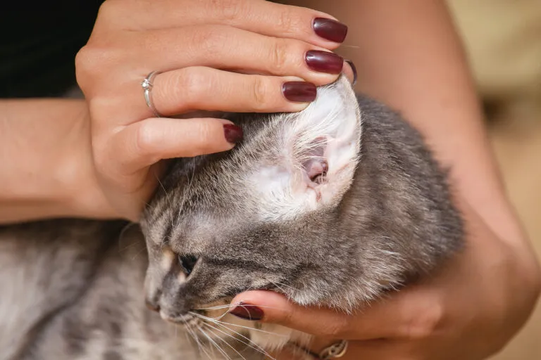 Imagem do ouvido de um gato Ácaros dos ouvidos: a formação de uma camada escura no interior das orelhas é um sinal de inflamação por ácaros