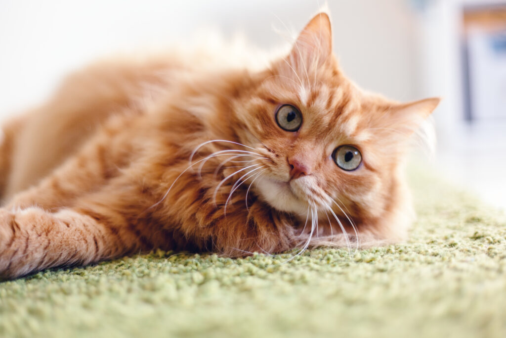 Portrait of a funny beautiful red fluffy cat with green eyes in the interior, pets Diarreia nos gatos: são várias as causas da diarreia, incluindo alterações bruscas na alimentação