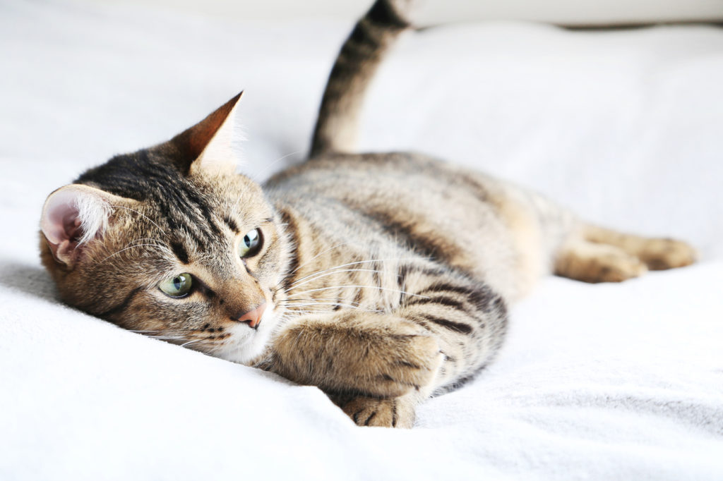 wuermer_bei_katzen-1024×682