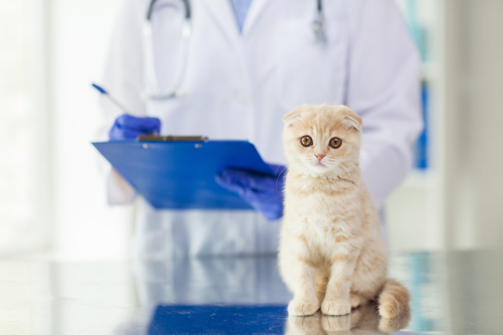Vermes em gatos: o veterinário examina e faz o diagnóstico