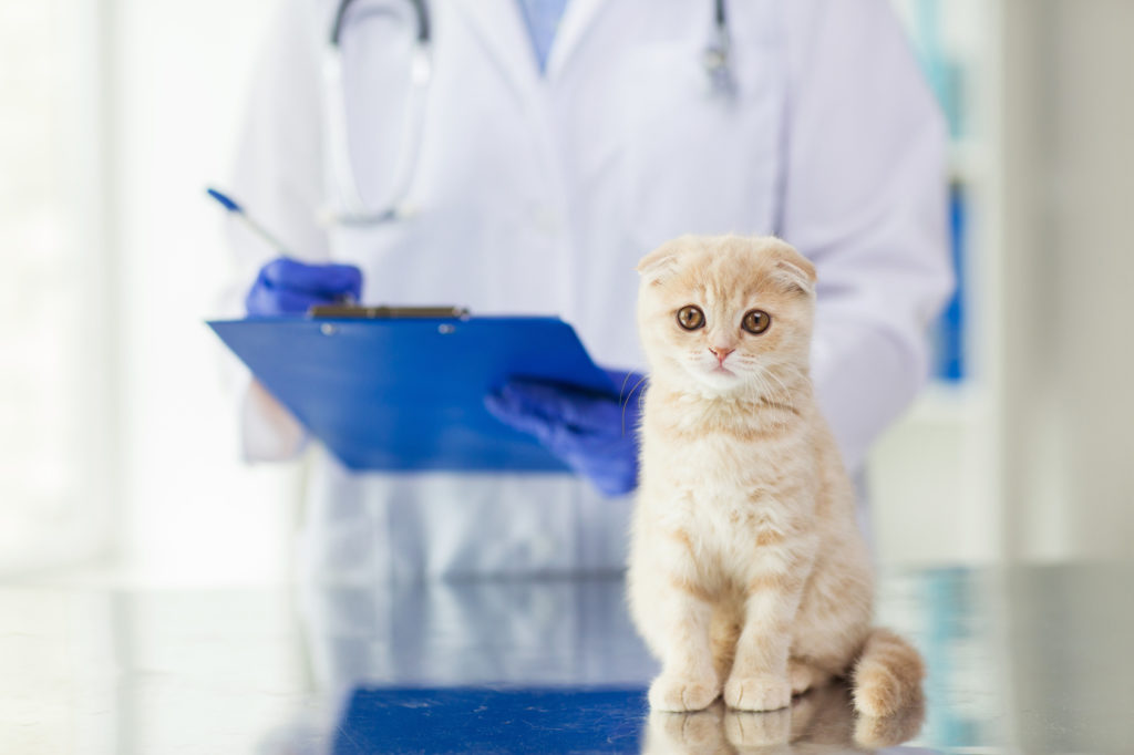wuermer_bei_katzen2-1024×682 Vermes em gatos: o veterinário examina e faz o diagnóstico