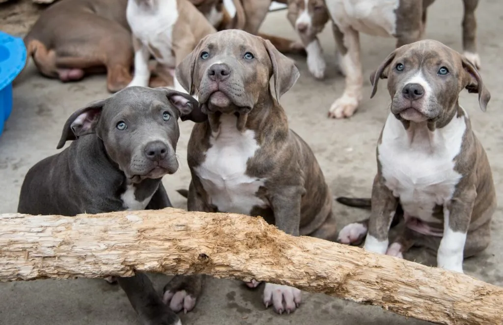 vários american bully-1024×661