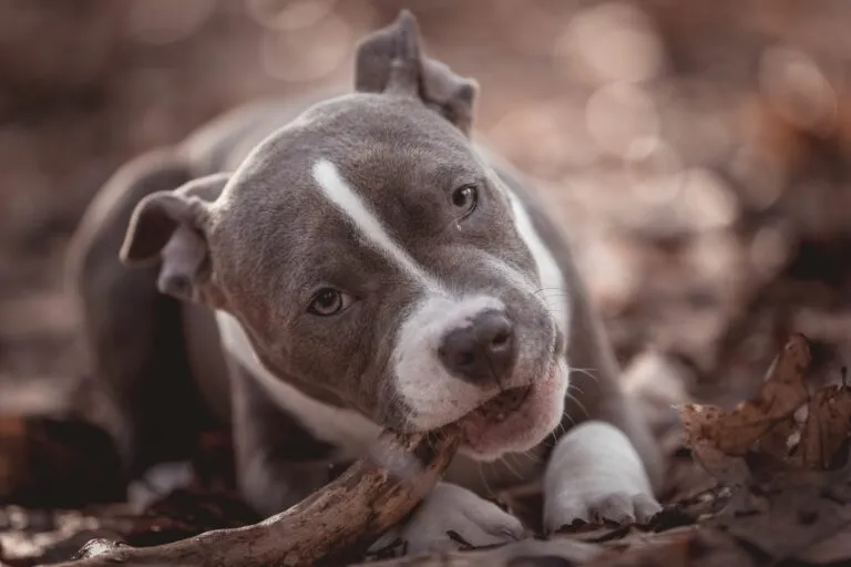 american bully-768×512 american bully-768×512
