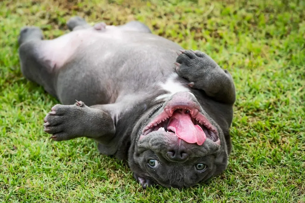 american bully deitado relva-1024×682