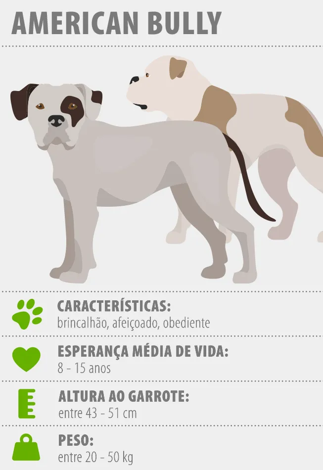 AmericanBully_653x950_PT características american bully
