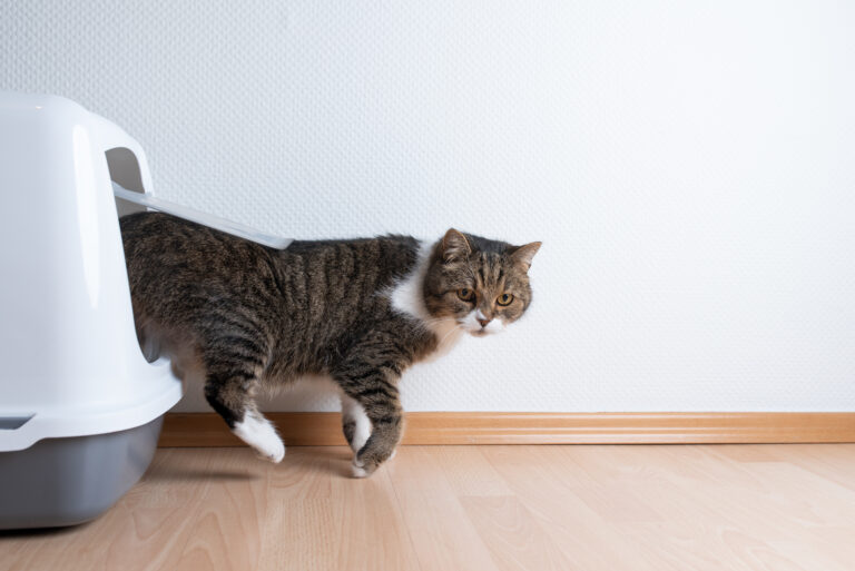 cat litter box Cistite felina: os gatos têm tendência a desenvolver inflamações na bexiga