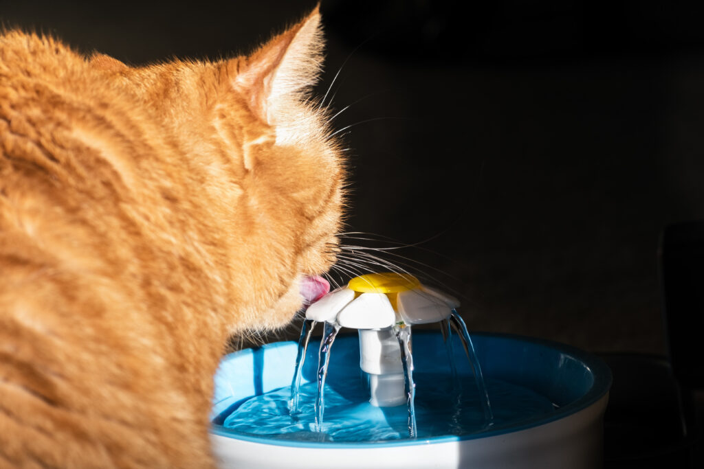 Gato bebe água Cistite felina: às vezes é preciso incentivar os gatos a beber água