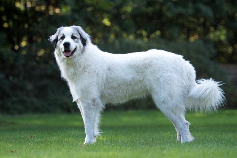 O imponente aspeto do Cão de Montanha dos Pirenéus explica-se pelo seu passado como cão pastor e cão de guarda que protegia os rebanhos contra ursos e lobos.