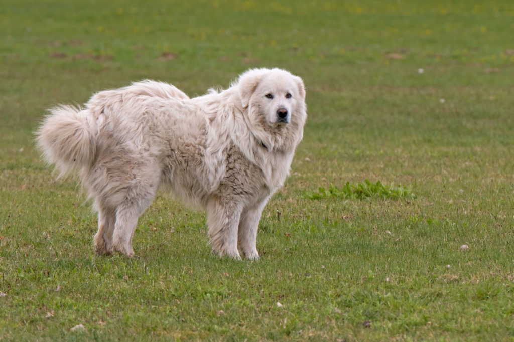 Landseer  Características da raça e como cuidar zooplus Magazine