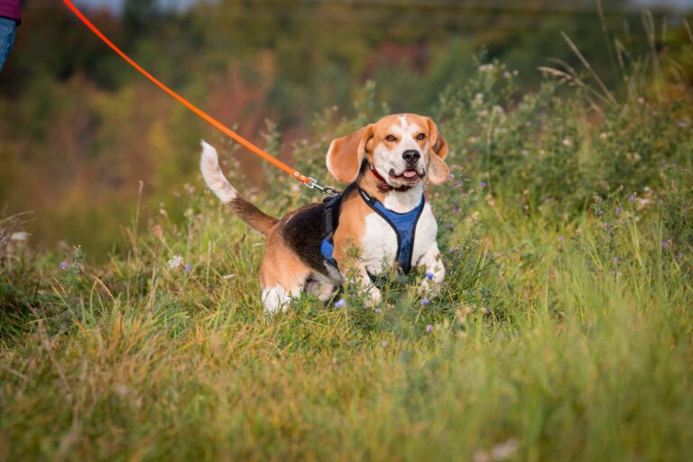MT_1 Desportos para cães: o mantrailing é um desporto muito divertido para os cães e para os donos.