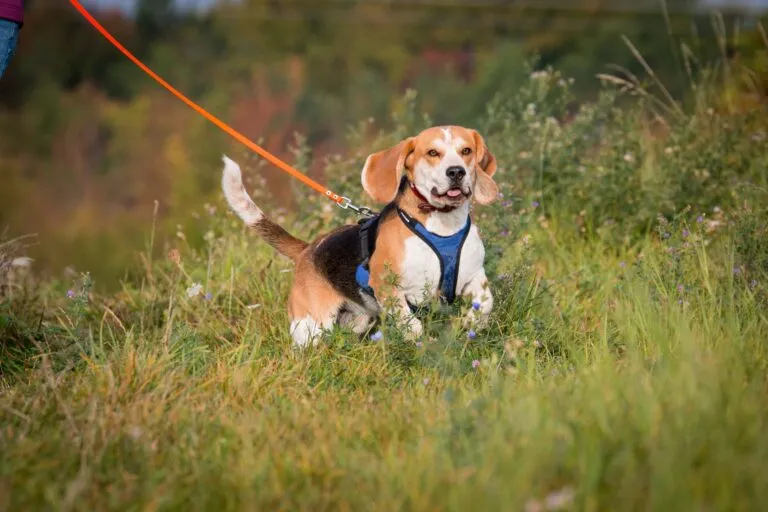 MT_1 Desportos para cães: o mantrailing é um desporto muito divertido para os cães e para os donos.