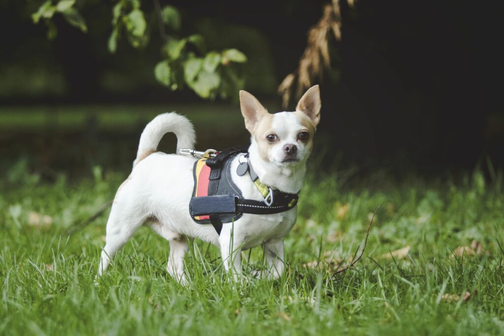 MT_2 Desportos para cães: cães de todos os tamanhos podem praticar mantrailing