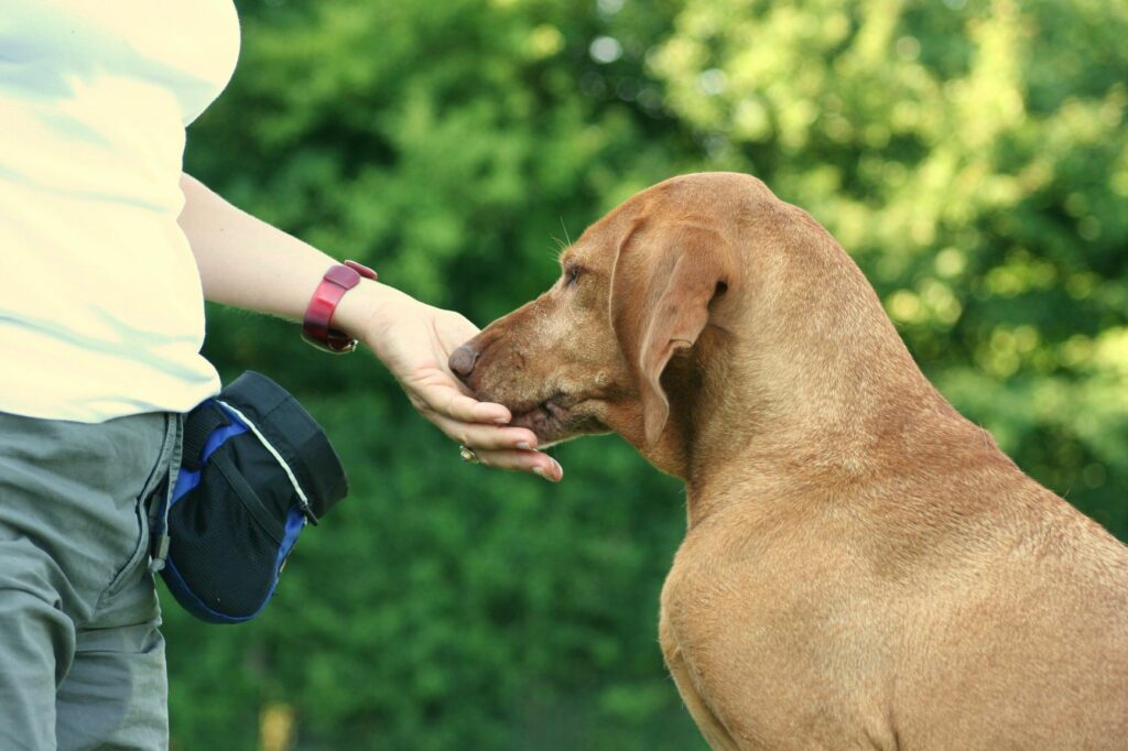 Desportos para cães: recompensar o seu patudo é um momento importante depois dele ser bem sucedido numa tarefa