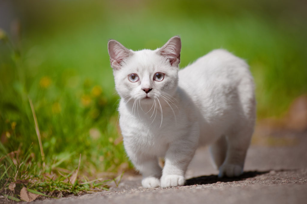 Gatinho Munchkin branco numa estrada com relva.