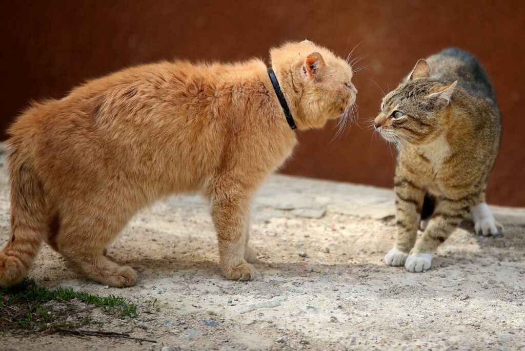 SIDA_2 SIDA dos gatos: Este vírus transmite-se geralmente pela saliva. Por isso, gatos machos que saem de casa sozinhos e que se envolvem em disputas territoriais têm maior probabilidade de apanhar a doença.