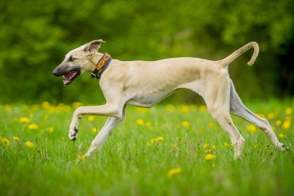 cachorro-Sloughi-a-correr-no-prado-1024×682