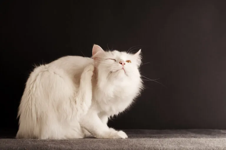 Cat scratching itself A comichão persistente e fortecostuma ser o primeiro e mais comum sintoma que indica a presença de ácaros nos gatos.