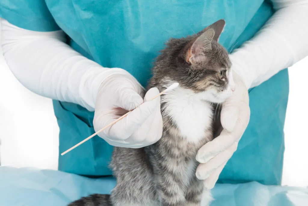 Ohrmilben bei Katze behandeln Diagnosticar ácaros nos gatos: O veterinário faz uma colheita de material à superfície da pele.