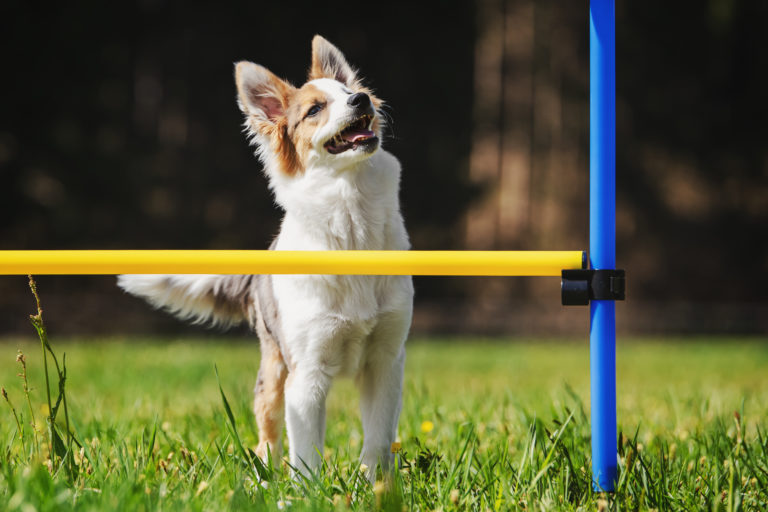 cão pequeno agility