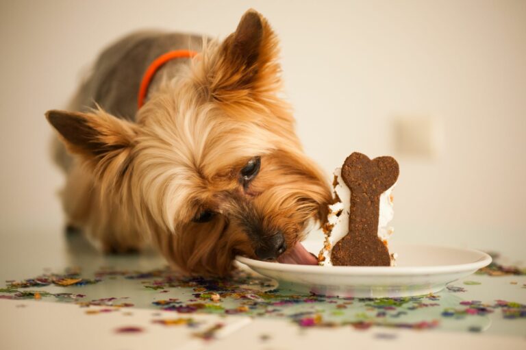 Bolos para cães: dê um delicioso presente de aniversário ao seu melhor amigo