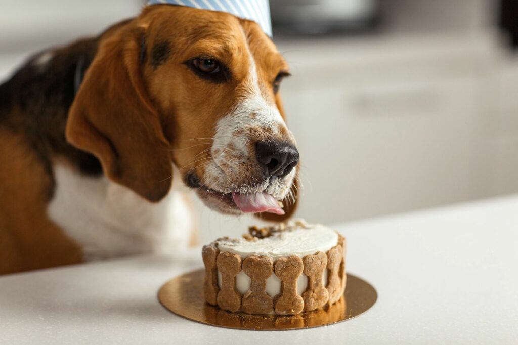 Os bolos para cães: os patudos acham estes bolos especialmente saborosos-!
