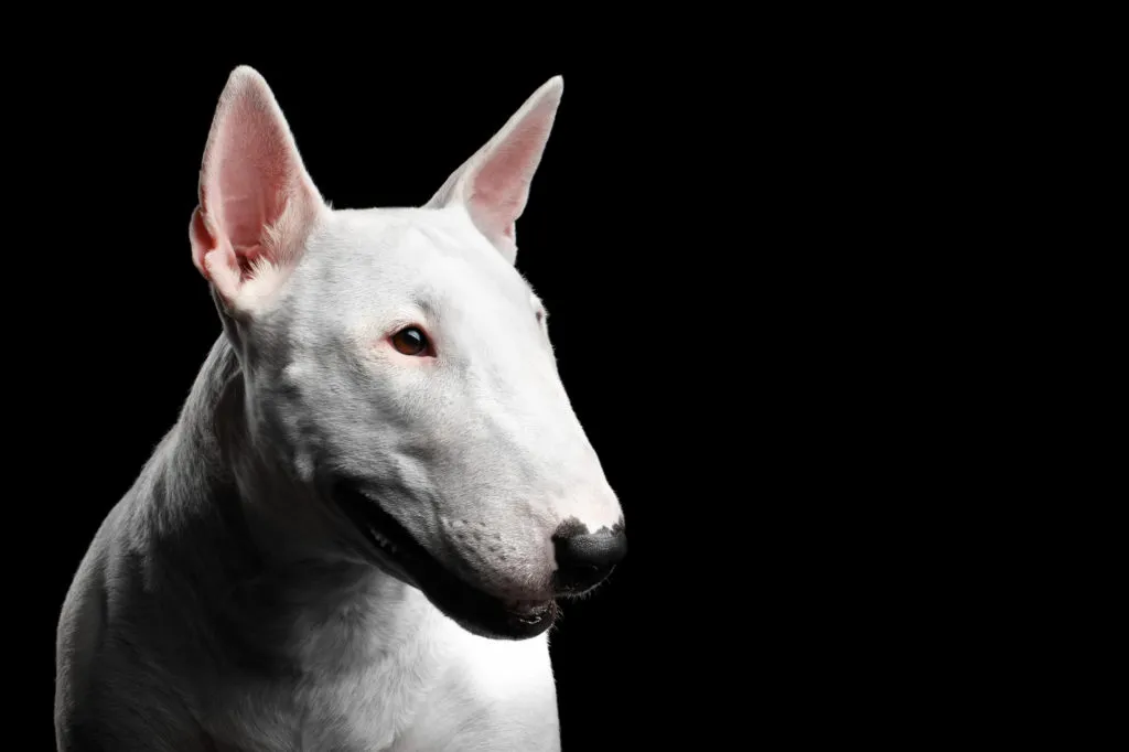 bull terrier focinho-1024×682