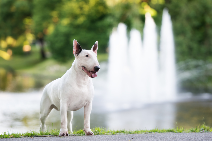 bull terrier-feliz