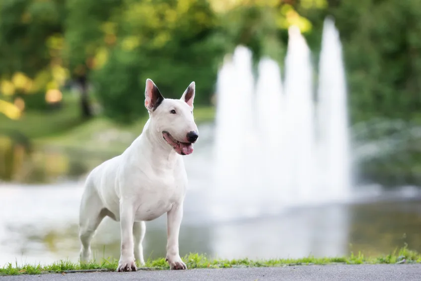 bull terrier-feliz
