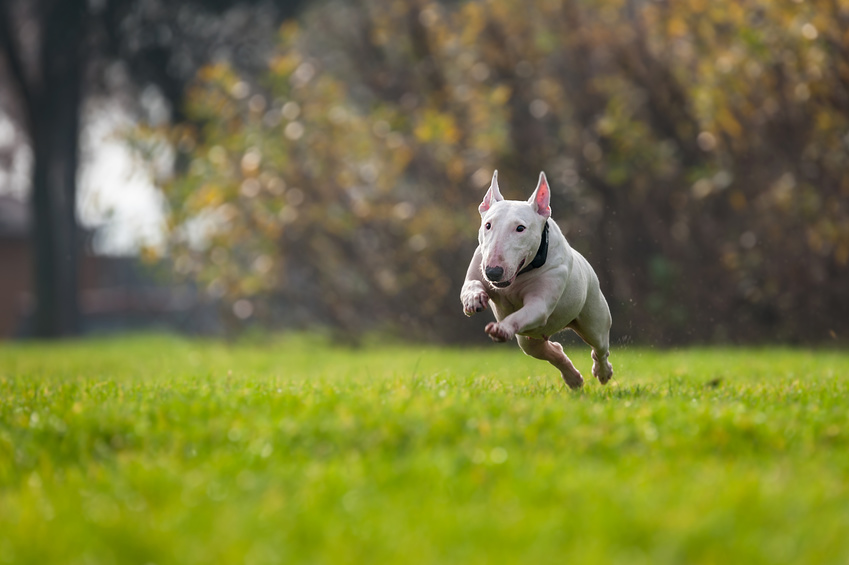 bullterrier-a-correr-na-relva