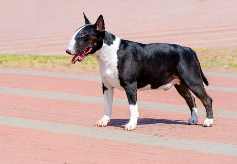 bullterrier-preto-e-branco-768×533