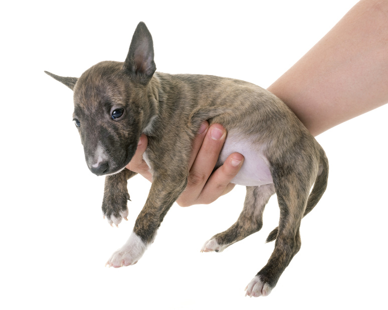 bull terrier-cachorro-na-mão