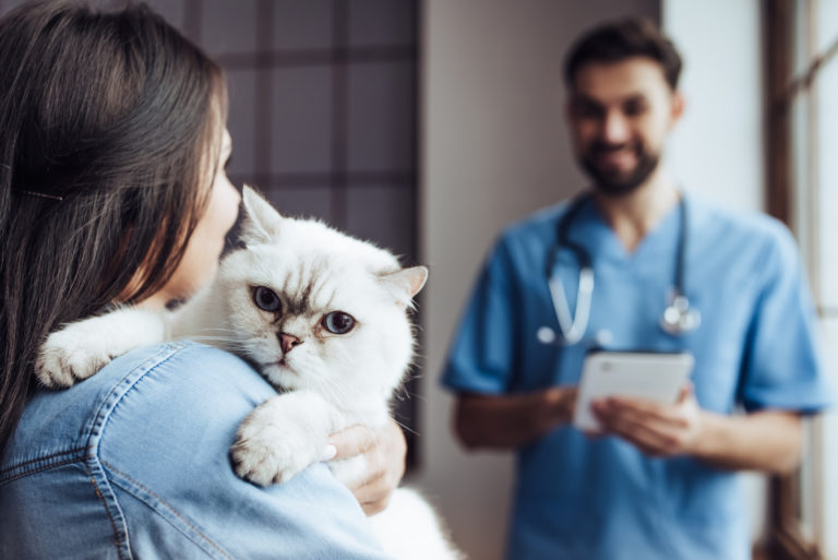 A castração é um procedimento que levanta dúvidas em alguns donos de gatos. No entanto é uma operação comum que traz benefícios aos gatos e aos donos.