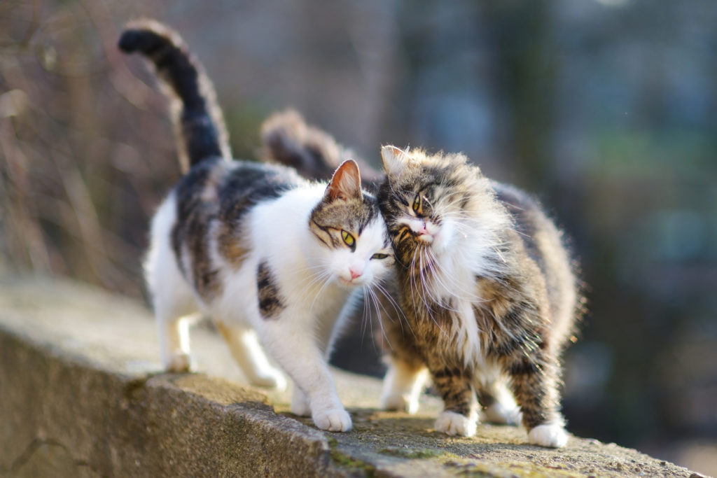 Castração dos gatos: Os gatos não devem sair de casa sozinhos antes de estarem castrados para evitar o nascimento indesejado de gatinhos.