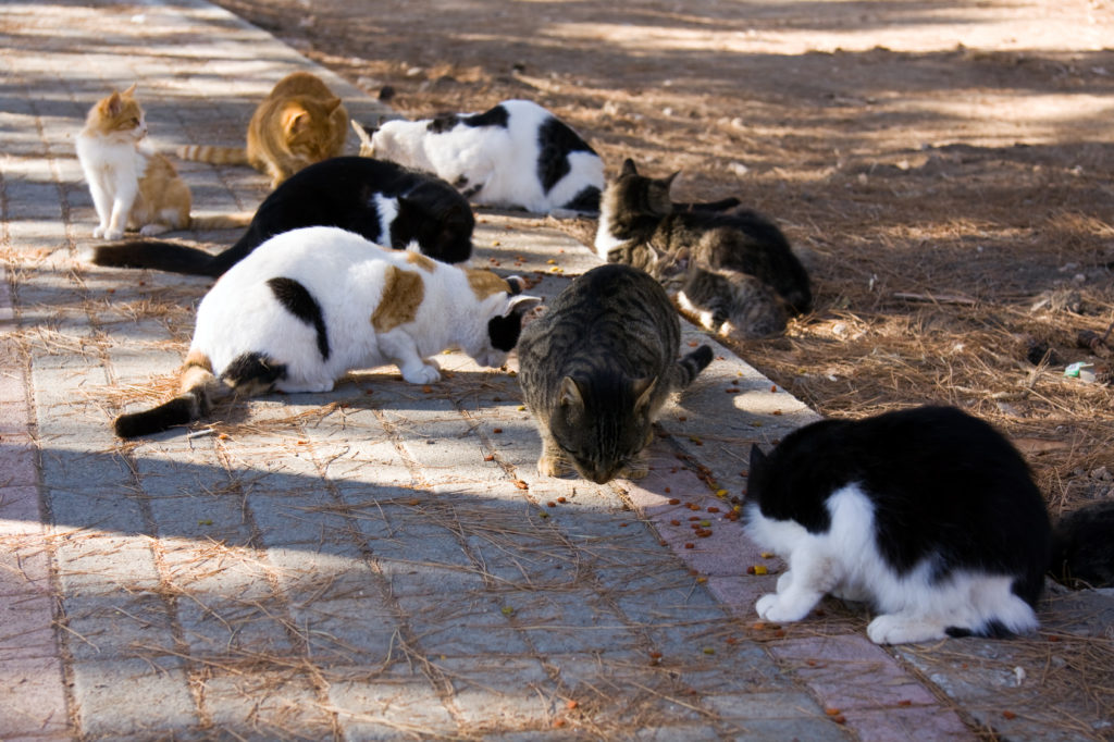 Castração dos gatos: Um casal de gatos não castrados pode ter muitos gatinhos em pouco tempo, para os quais não é possível encontrar um lar adequado.