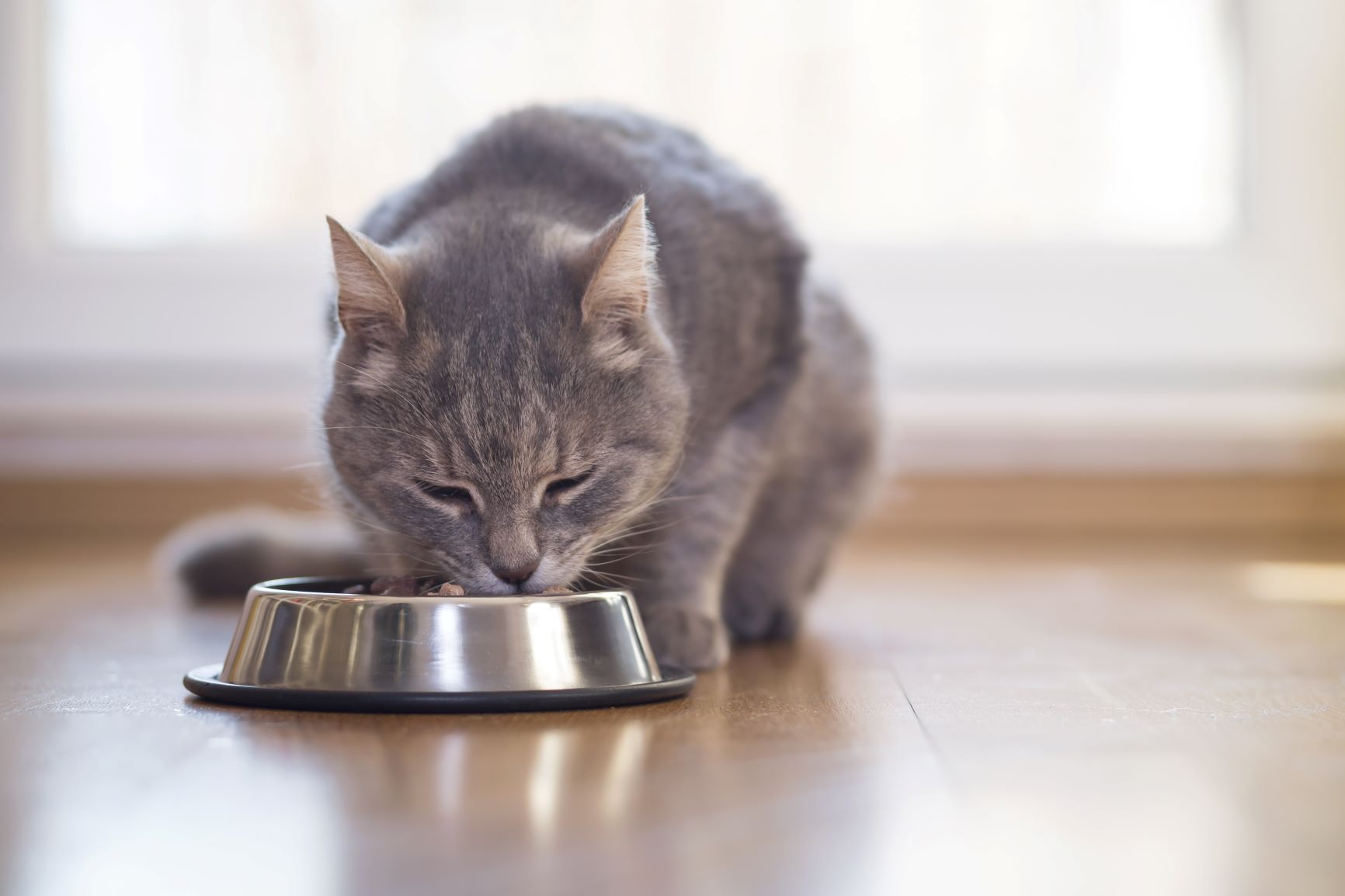 Castração dos gatos: a alimentação depois da operação é um fator essencial para manter o gato saudável.