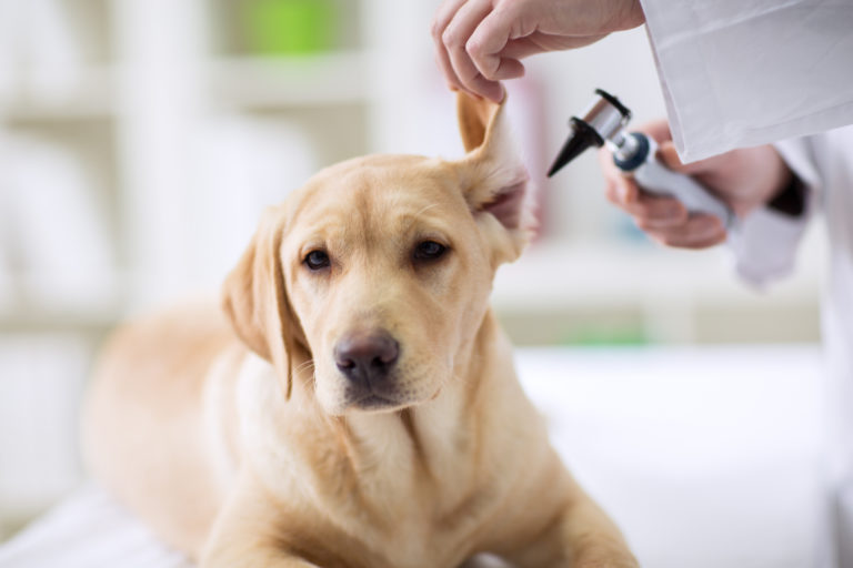 cão veterinário exame ouvido-768×512