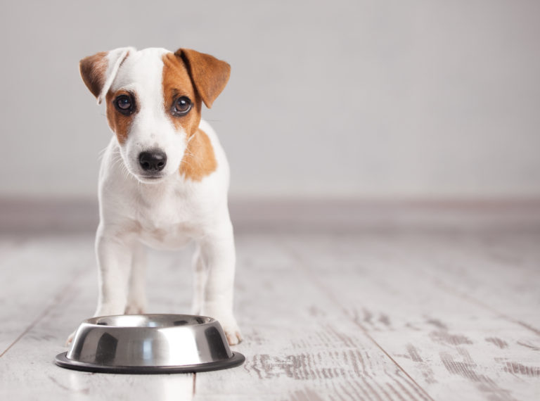 cão comedouro-768×570 cão comedouro-768×570