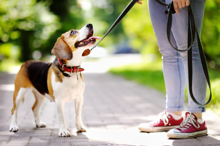 cão com trela olhar para cima-768×511