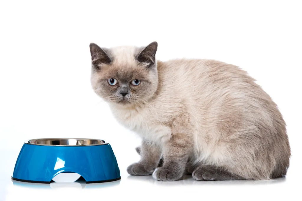alergias alimentares gatos-1024×683