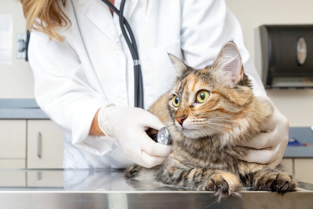 Para saber se o seu gato está deprimido o primeiro passo é consultar um veterinário