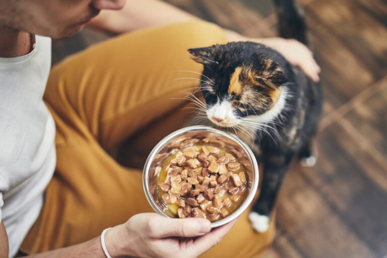 O seu gato não come? a causa pode ser uma mudança brusca no tipo de alimentação