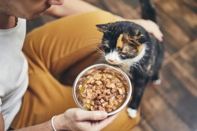Domestic life with cat O seu gato não come? a causa pode ser uma mudança brusca no tipo de alimentação